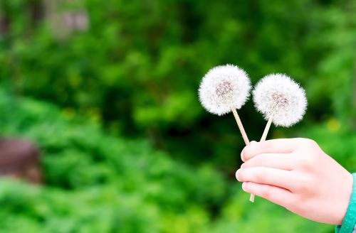 A Twist in the Allergy Plot