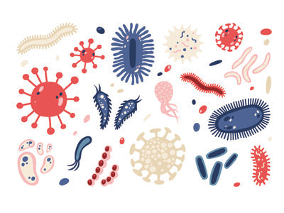 What is ‘Die Off’, A Healing Crisis or Herxheimer Reaction?